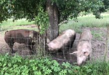 Erste Erfahrung mit Landvergnügen